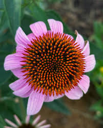 Attēlu rezultāti vaicājumam “Calamagrostis purpurea fruit”