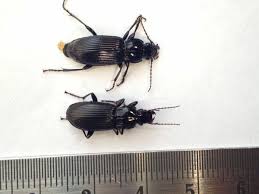 Attēlu rezultāti vaicājumam “Pterostichus sp.”