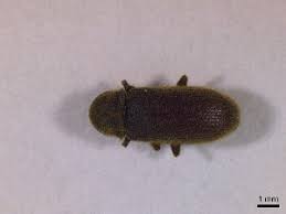 Attēlu rezultāti vaicājumam “Priobium carpini”