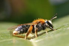Attēlu rezultāti vaicājumam “Andrena haemorrhoa”