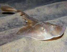 Image result for Dipturus batis