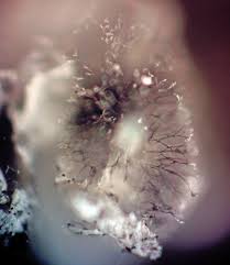 Attēlu rezultāti vaicājumam “Didymium aggregatum”