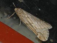 Attēlu rezultāti vaicājumam “Alsophila aescularia”