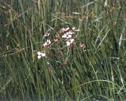 Attēlu rezultāti vaicājumam “Butomaceae”