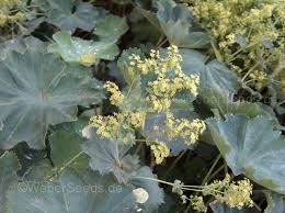 Attēlu rezultāti vaicājumam “Alchemilla vulgaris aggr. bud”