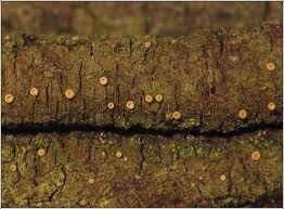 Attēlu rezultāti vaicājumam “Coenogonium pineti”