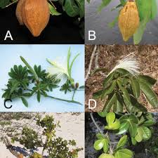 Attēlu rezultāti vaicājumam “Oenanthe aquatica fruit”