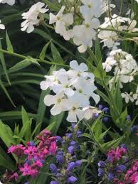 Attēlu rezultāti vaicājumam “Hesperis matronalis bud”