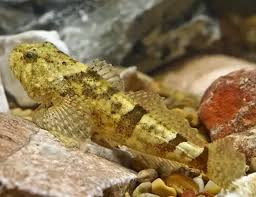 Image result for Myoxocephalus octodecemspinosus