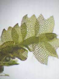 Attēlu rezultāti vaicājumam “Harpanthus scutatus”