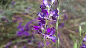 Attēlu rezultāti vaicājumam “Consolida regalis flower”
