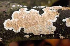 Attēlu rezultāti vaicājumam “Cylindrobasidium evolvens”