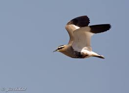 Image result for Vanellus gregarius