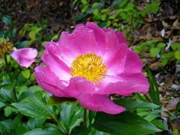 Attēlu rezultāti vaicājumam “Paeonia lactiflora”