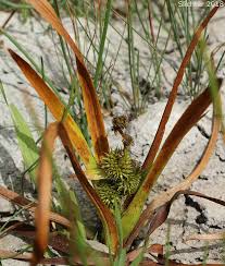 Attēlu rezultāti vaicājumam “Sparganium neglectum fruit”