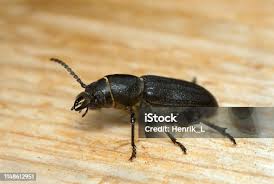 Attēlu rezultāti vaicājumam “Spondylis buprestoides”