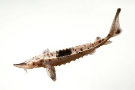 Image result for Acipenser fulvescens