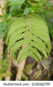 Attēlu rezultāti vaicājumam “Pteropsida”