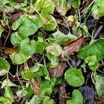 Attēlu rezultāti vaicājumam “Viola mirabilis leaf”