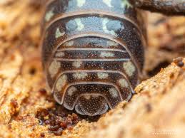 Attēlu rezultāti vaicājumam “Armadillidium pulchellum”