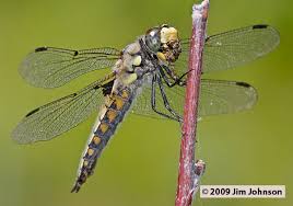 Attēlu rezultāti vaicājumam “Libellula quadrimaculata”