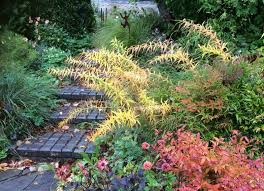 Attēlu rezultāti vaicājumam “Polygonatum verticillatum”