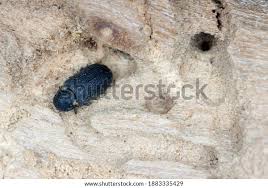 Attēlu rezultāti vaicājumam “Anobium pertinax”