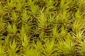 Attēlu rezultāti vaicājumam “| Dicranum”