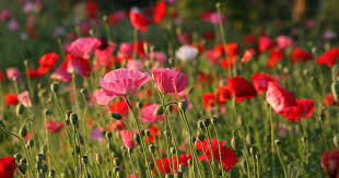 Attēlu rezultāti vaicājumam “Papaveraceae”