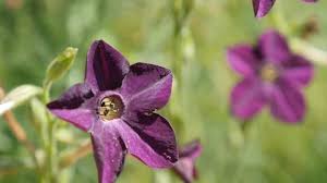 Image result for Nicotiana x sanderae `Perfume`F1