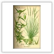 Attēlu rezultāti vaicājumam “Nardus stricta fruit”