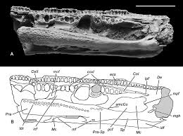 Attēlu rezultāti vaicājumam “Laccognathus panderi”