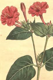 Image result for Mirabilis jalapa