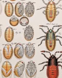 Attēlu rezultāti vaicājumam “Pyrrhocoris apterus nymph”