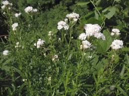 Image result for Achillea Ptarmica
