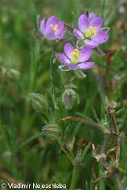 Attēlu rezultāti vaicājumam “Spergularia rubra”