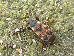 Attēlu rezultāti vaicājumam “Scolopostethus thomsoni”