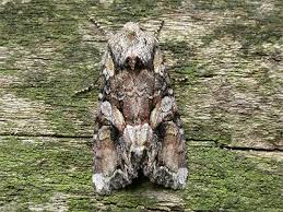 Attēlu rezultāti vaicājumam “Lacanobia contigua larva”