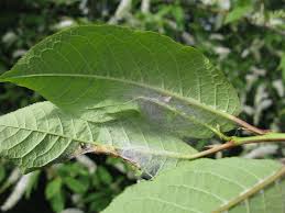 Attēlu rezultāti vaicājumam “Yponomeuta evonymella”