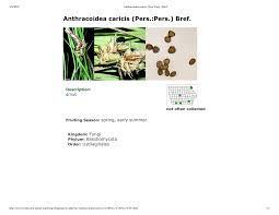 Attēlu rezultāti vaicājumam “Anthracoidea”