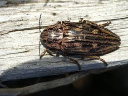 Attēlu rezultāti vaicājumam “Chalcophora mariana”