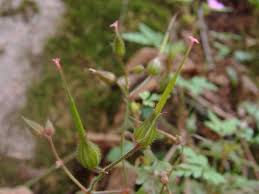Attēlu rezultāti vaicājumam “Geranium robertianum fruit”