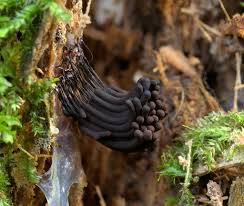 Attēlu rezultāti vaicājumam “Stemonitis fusca var. nigrescens spores”