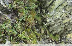 Attēlu rezultāti vaicājumam “Anastrophyllum minutum”