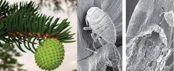 Attēlu rezultāti vaicājumam “Adelges laricis nymph”