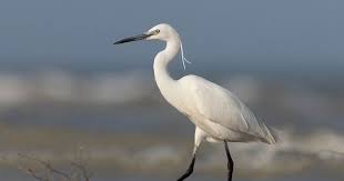 Image result for Egretta garzetta