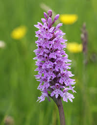 Attēlu rezultāti vaicājumam “Dactylorhiza fuchsii flower”