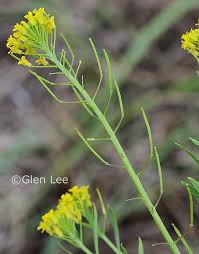 Attēlu rezultāti vaicājumam “Erysimum cheiranthoides leaf”