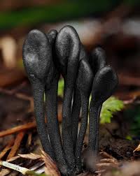 Attēlu rezultāti vaicājumam “Geoglossum sp.”