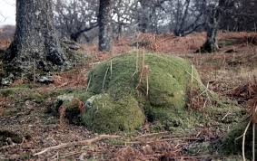 Attēlu rezultāti vaicājumam “Leucobryum glaucum”